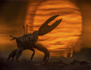 Mangrove Photography Awards